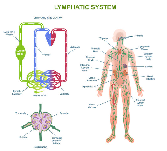 The lymphatic system is an important part of our health
